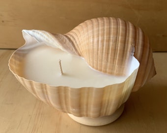 Genuine Tun sea shell soy wax candle ethically farmed and sustainably sourced.
