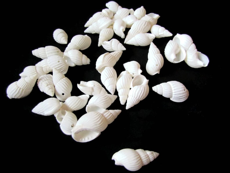 May include: A collection of white seashells of various shapes and sizes. The shells are arranged on a black background.