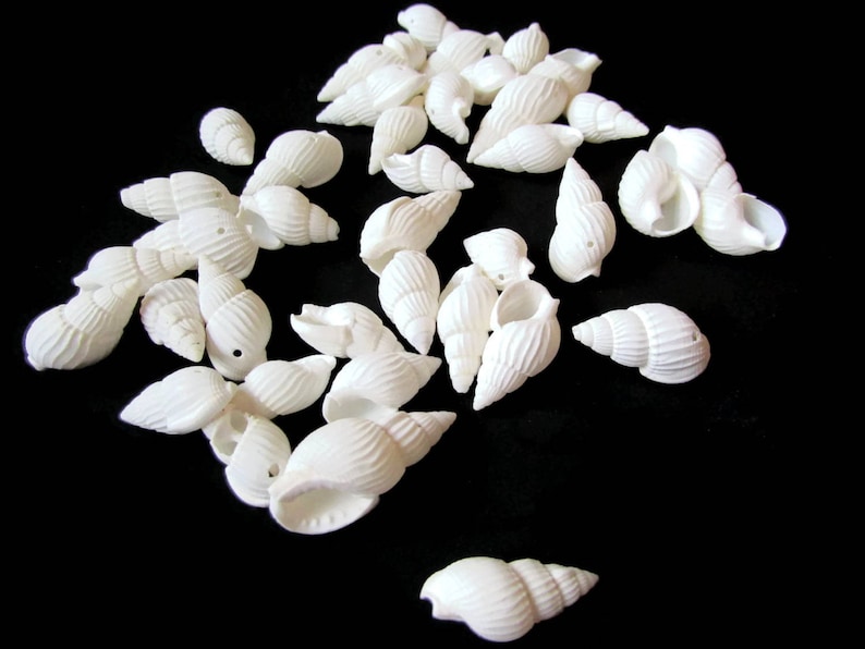 40 White Shell Beads 17mm to 27mm Spiral Seashell Beads Natural Beads Jewelry Making Beading Supplies Beach Beads Sea Shell Beads bI3 image 4