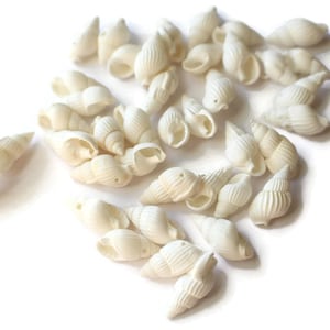 40 White Shell Beads 17mm to 27mm Spiral Seashell Beads Natural Beads Jewelry Making Beading Supplies Beach Beads Sea Shell Beads bI3 image 6