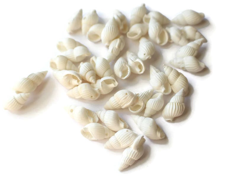 May include: A collection of small, white seashells. The shells are smooth and have a natural, organic shape.