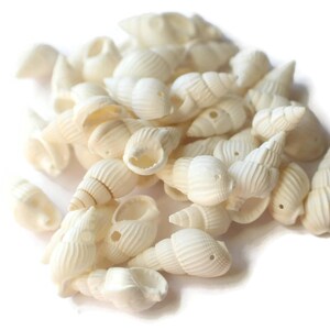 May include: A pile of small, white seashells. The shells are smooth and have a natural, organic shape.