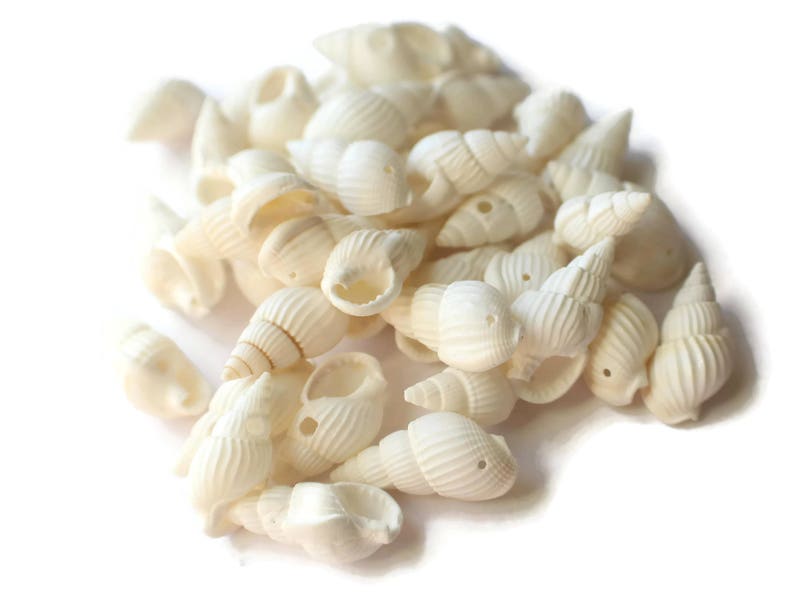 May include: A pile of small, white seashells. The shells are smooth and have a natural, organic shape.