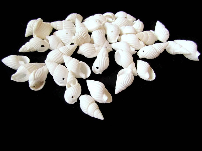 40 White Shell Beads 17mm to 27mm Spiral Seashell Beads Natural Beads Jewelry Making Beading Supplies Beach Beads Sea Shell Beads bI3 image 1