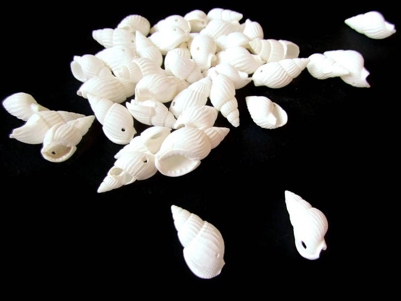 May include: A collection of white seashells of various shapes and sizes, scattered on a black background.