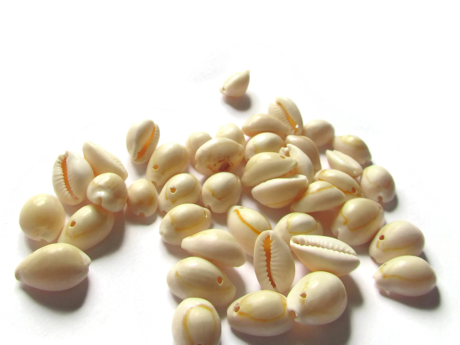 40 Cowrie Shell Beads Seashell Beads Natural Beads Jewelry Making ...