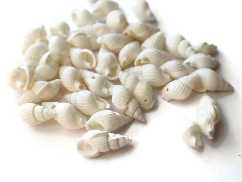 May include: A collection of white seashells, some with a spiral shape, others with a more rounded form. The shells are smooth and have a natural, matte finish.