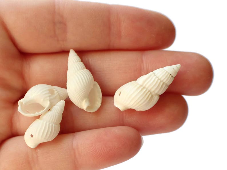 May include: Four small white seashells with a ribbed texture. The shells are arranged in a hand.