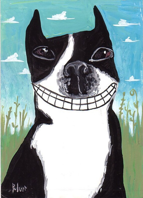 blumoon boston terriers