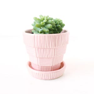 Op de afbeelding: Een lichtroze keramische plantenpot met een textuur, geweven ontwerp, met een groene vetplant. De pot heeft een bijpassende schotel. De plant heeft kleine, afgeronde bladeren. Witte achtergrond.