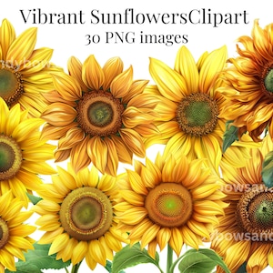 Vibrant Sunflowers Clipart - 30 PNG Images of Bright Sunflowers and Leaves - Commercial Use Allowed - Summertime - Bright Summer Flowers