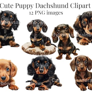 Clipart de beau chiot teckel - 12 images PNG de beaux chiots teckels miniatures - usage commercial autorisé