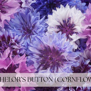 May include: A close-up of a collection of Bachelor's Button (Cornflower) blossoms in shades of purple, lavender, blue, and white. The flowers have a layered petal design and are densely packed together. The text "Bachelor's Button (Cornflower)" is displayed across the bottom.