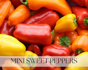 Heirloom Mini Sweet Pepper Seeds | Colorful Garden Vegetable