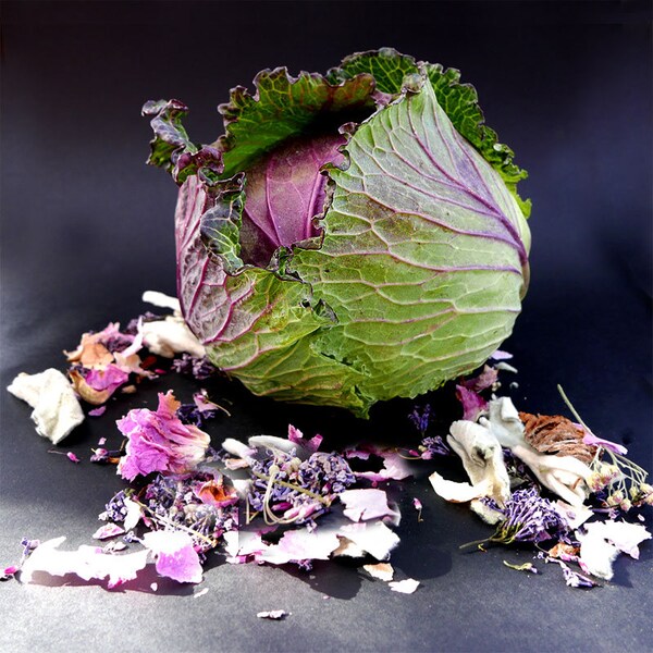 Kitchen Wall Art Fine Photography Cabbage Still Life