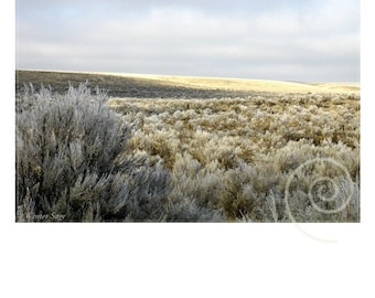 Photography Desert Sage Fine Art Original Print
