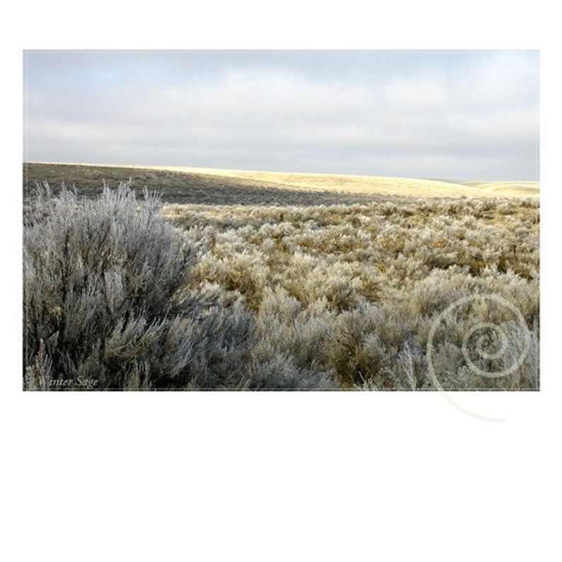 Photography Desert Sage Fine Art Original Print image 1