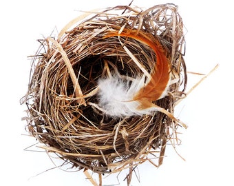 Fine Art Photography Bird Nest Feather Nature Beige Brown Natural