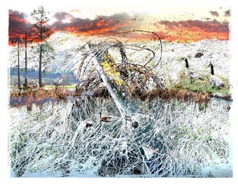 Art Collage Photography Spring Curious Geese Fine Art