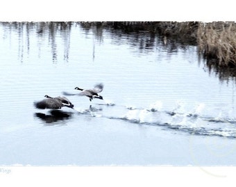 Wildlife Photography Spring Nature Canada Geese Fine Art Print Original