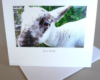 Greeting Card Spring Baby Lamb Barnyard Little Princess