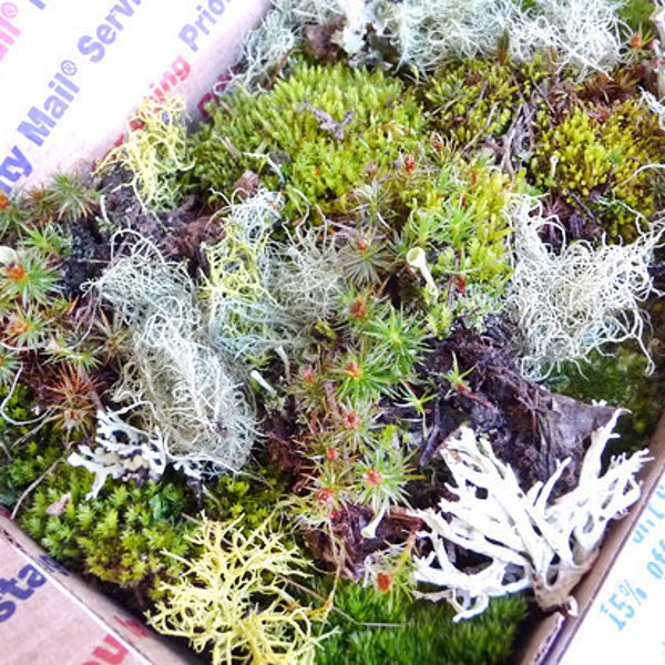 Moss Lichen Terrarium Live Organic Real Assortment Collection Priority Mail Wedding Decoration