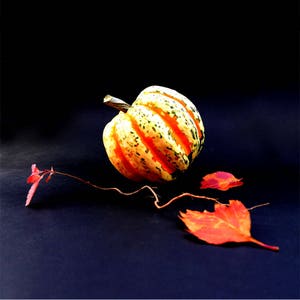 Fine Art Photography Kitchen Wall Art Pumpkin Still Life