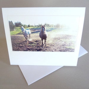 Carte de vœux équine Sunset Photographie originale