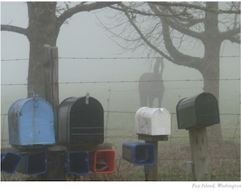 Equine Photography Horses Early Morning Fog