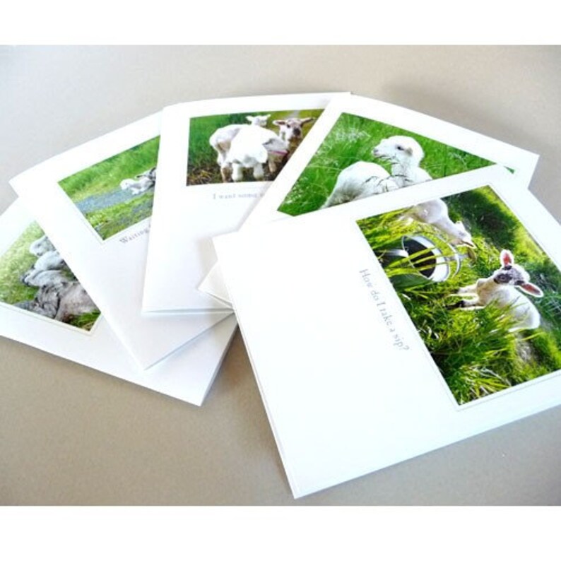 May include: Set of five blank greeting cards featuring adorable photos of baby lambs in a field. The cards have a white background with a light blue border and a small photo of a lamb in the corner. The text on the cards reads "Waiting", "I want some milk", "How do I take a sip?", "I want some milk", and "Waiting".