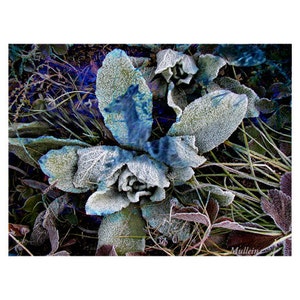 Botanical Fine Art Photography Mullein Reflecting a Deer Frozen in Time Print image 2