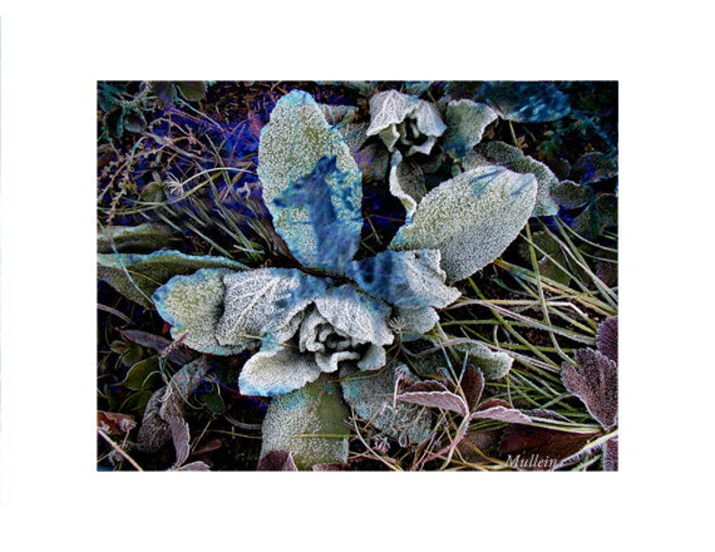 Botanical Fine Art Photography Mullein Reflecting a Deer Frozen in Time Print image 2