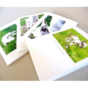 May include: Four white greeting cards with images of baby goats in a grassy field. The text on one card reads "I am not playing anymore".