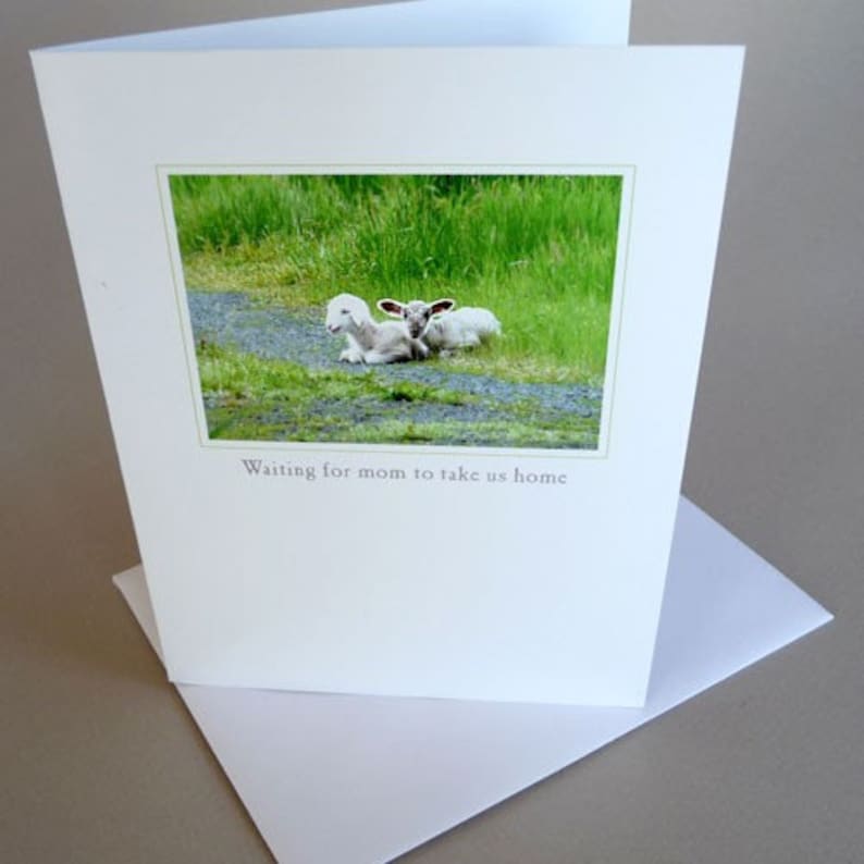 May include: Two white lambs with brown ears are lying on a grassy path, looking towards the camera. The text "Waiting for mom to take us home" is below the image.