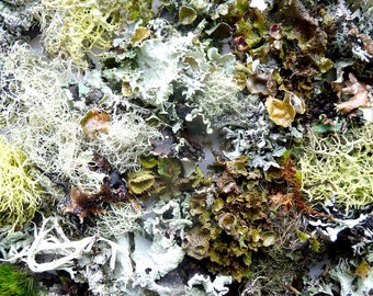 Moss Lichen Terrarium Twigs Forest Organic Collection Priority Mail