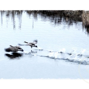 May include: Three Canadian geese flying in formation over a still body of water. The geese are in mid-flight with their wings spread wide. The water is a light blue color and the sky is a light gray color.