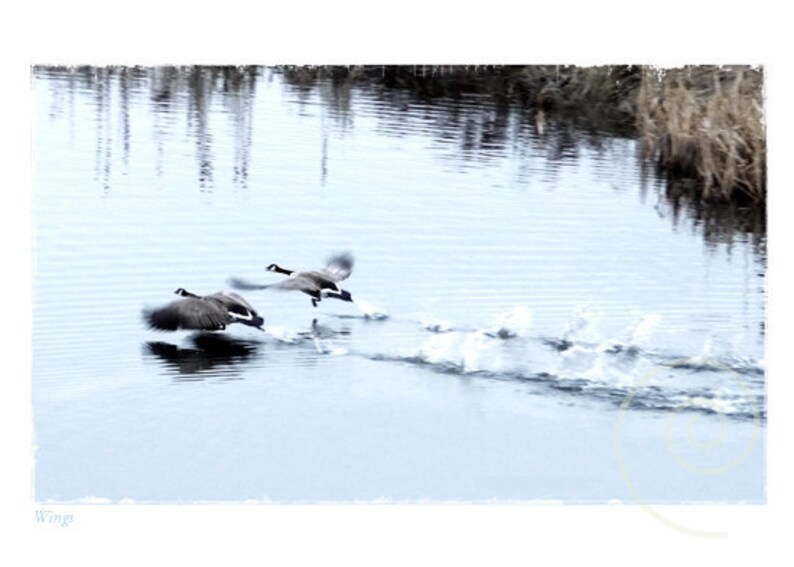 May include: Three Canadian geese flying in formation over a still body of water. The geese are in mid-flight with their wings spread wide. The water is a light blue color and the sky is a light gray color.
