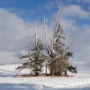 Art Photography Landscape Winter Trees Fine Art
