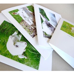 May include: Three white greeting cards with different images of lambs in a field of green grass. The cards have a white border and a green border around the image.