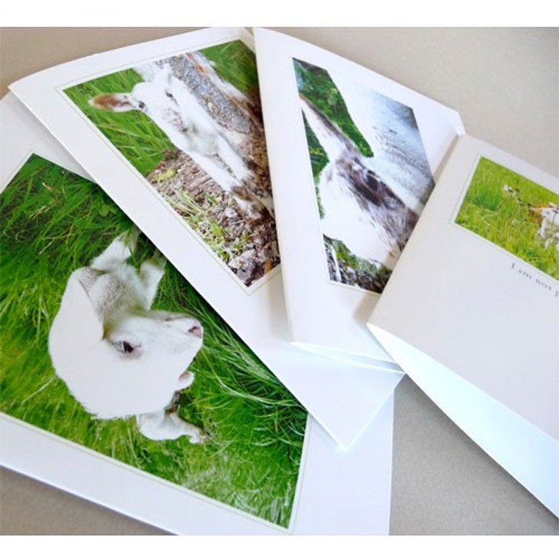 May include: Three white greeting cards with different images of lambs in a field of green grass. The cards have a white border and a green border around the image.