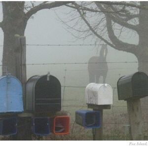 May include: Five mailboxes stand in a row, with a horse in the background. The mailboxes are blue, black, white, blue, and red. The horse is partially obscured by fog.