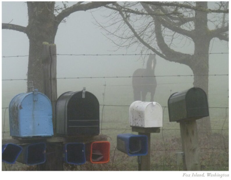 May include: Five mailboxes stand in a row, with a horse in the background. The mailboxes are blue, black, white, blue, and red. The horse is partially obscured by fog.