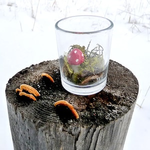 Terrarium Moss Mushroom Miniature Teeny Tiny