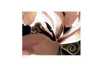 Può includere: Primo piano di un tulipano rosa chiaro con un centro bianco e venature marroni. Il tulipano è retroilluminato, creando un bagliore morbido ed etereo.