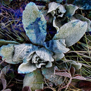 Botanical Fine Art Photography Mullein Reflecting a Deer Frozen in Time Print image 1