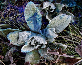 Botanical Fine Art Photography Mullein Reflecting a Deer Frozen in Time Print