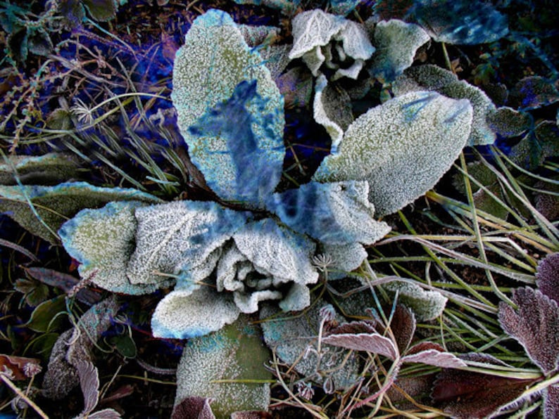 Botanical Fine Art Photography Mullein Reflecting a Deer Frozen in Time Print image 1