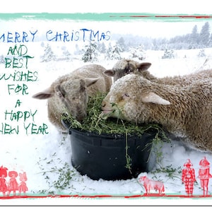 Christmas Cards Set Holiday Cards Country Pastoral Lamb Farm Life