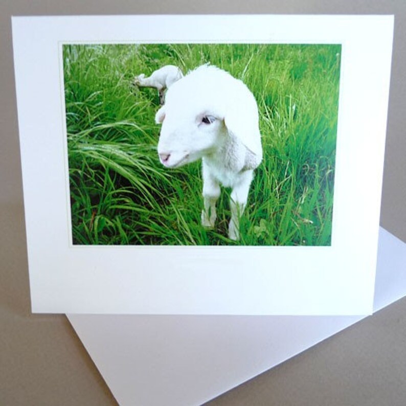 May include: A white lamb with a fluffy coat stands in a field of green grass. The lamb is looking directly at the camera.