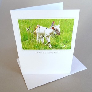 Carte de vœux Bébé Agneau Barnyard Animaux Photo originale